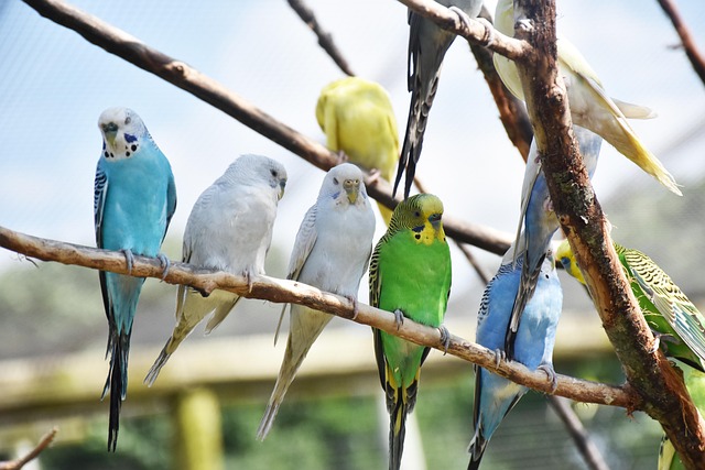 Parrots Mimic Sounds